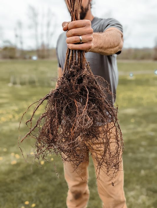 Bundle of bare root trees held in a fist