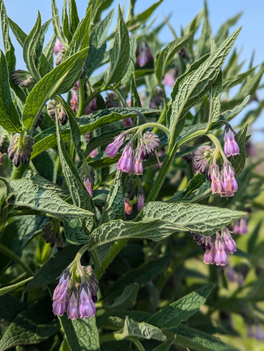 Comfrey, A Brief Cautionary Tale