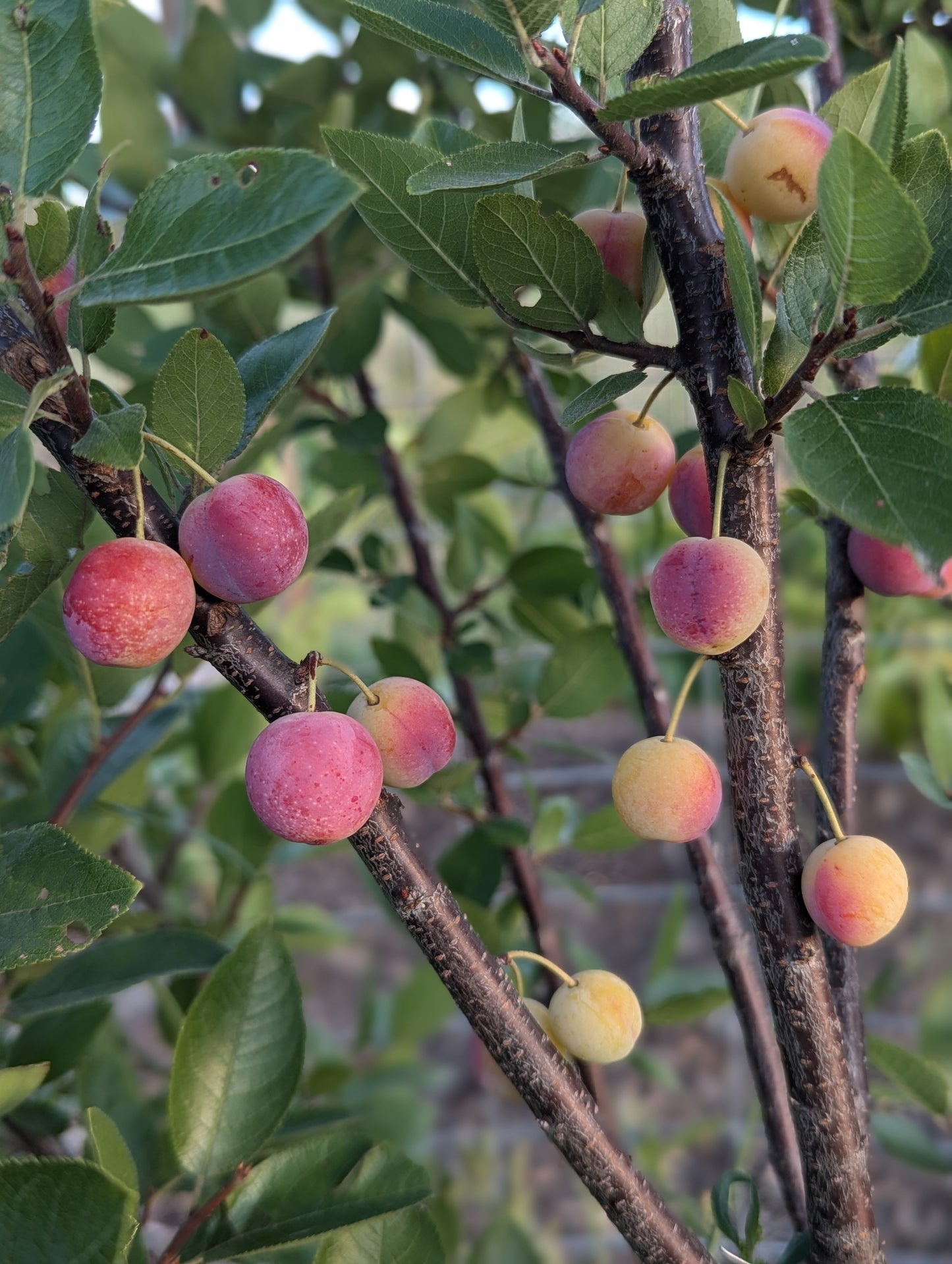 Beach Plum