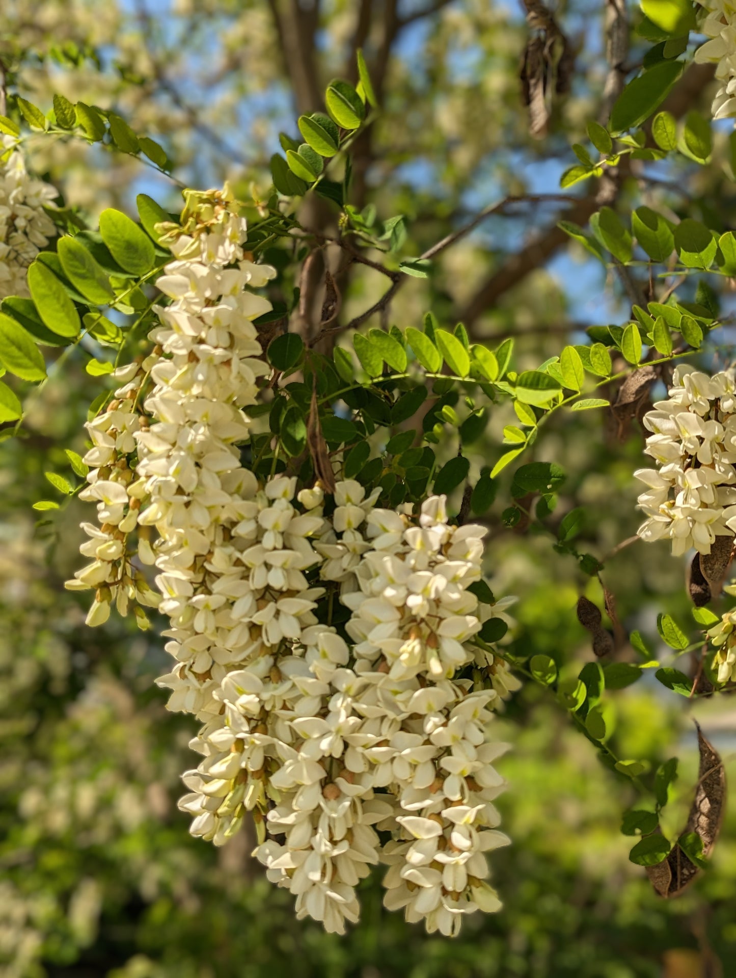 Black Locust