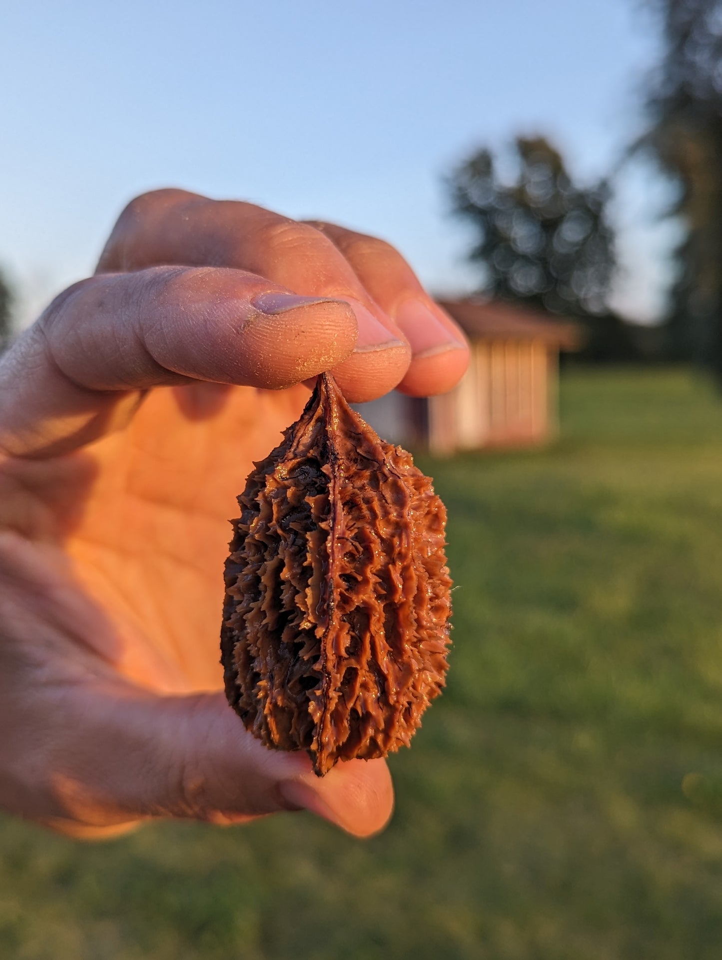 Cleaned butternut seed held in fingers