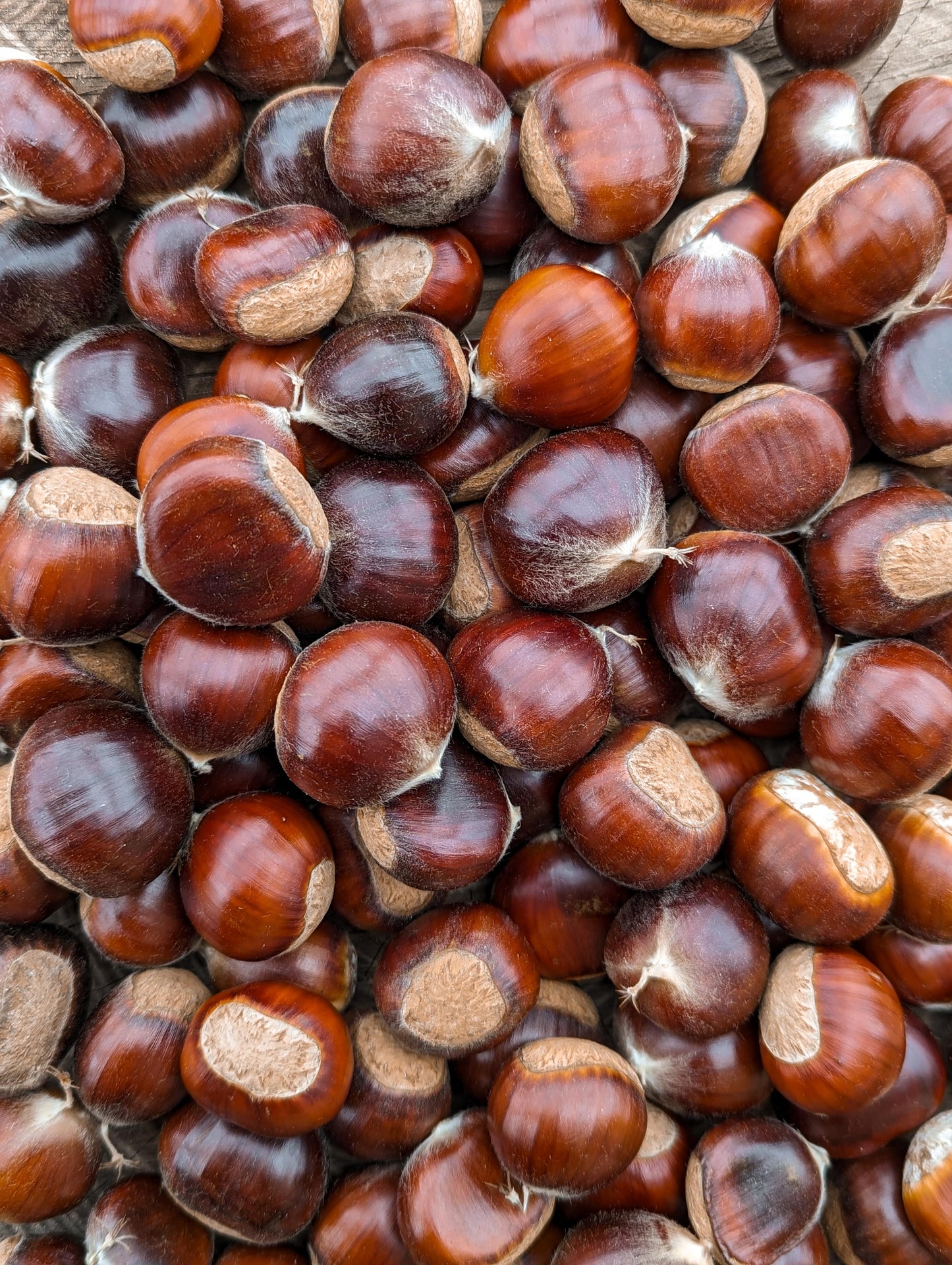 Chinese chestnut seeds in a pile