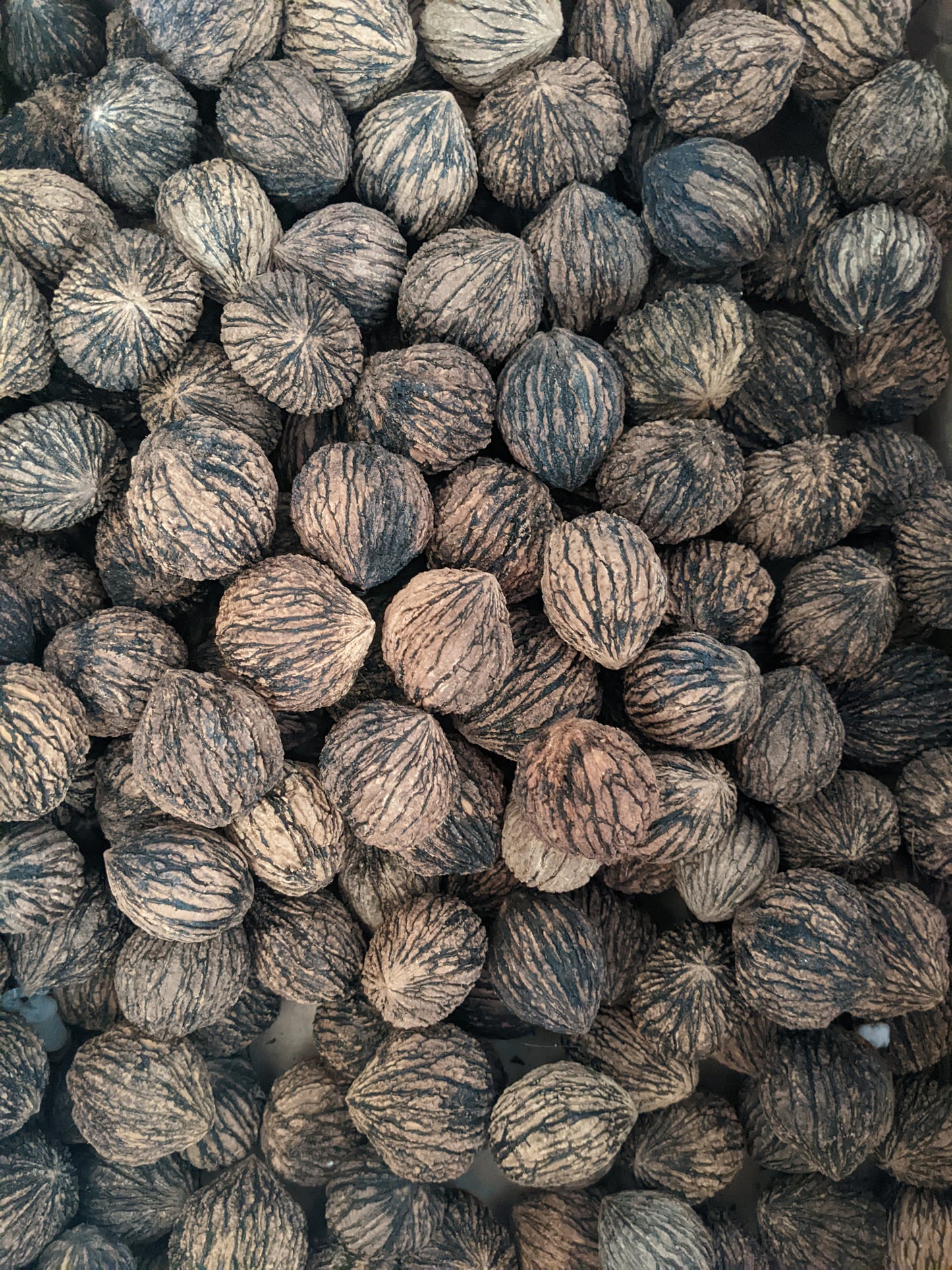 Cleaned black walnuts in a pile