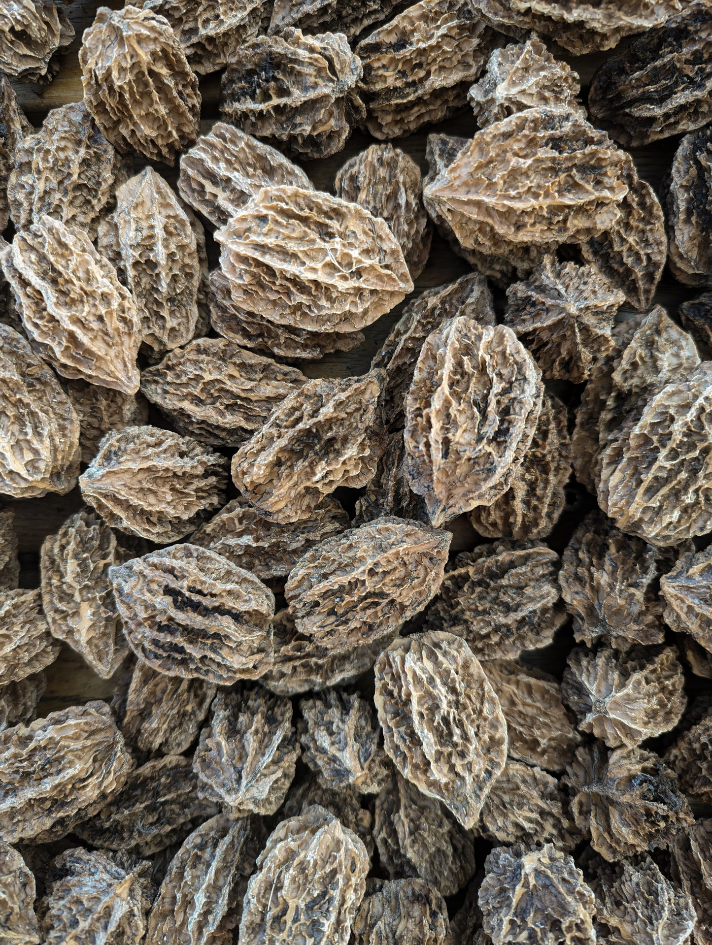cleaned hybrid butternut seeds in a pile