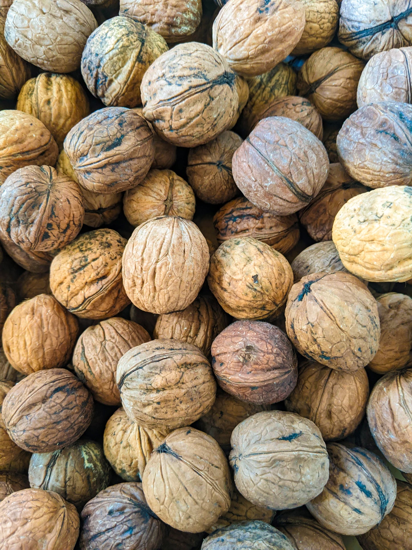 English walnut in a pile
