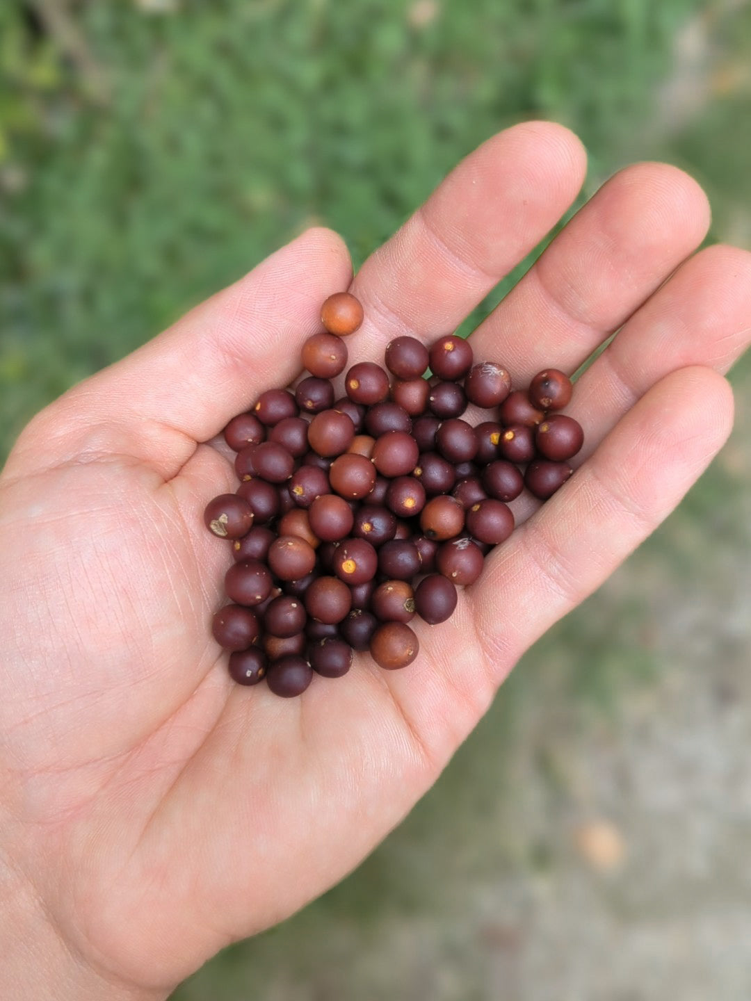 Hackberries in a hand