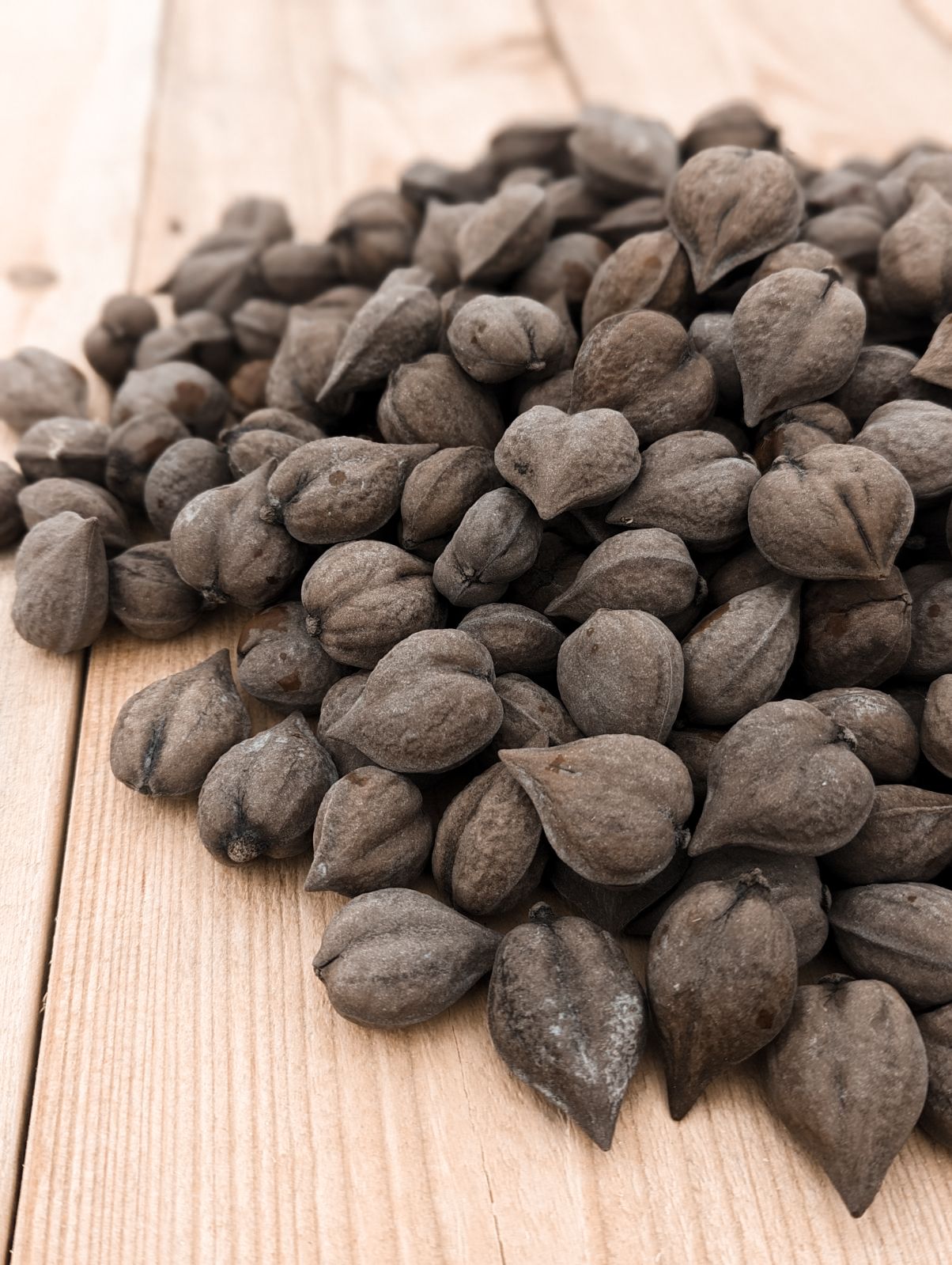 Heartnut Stratified Seed (UNAVAILABLE for 2025 season)