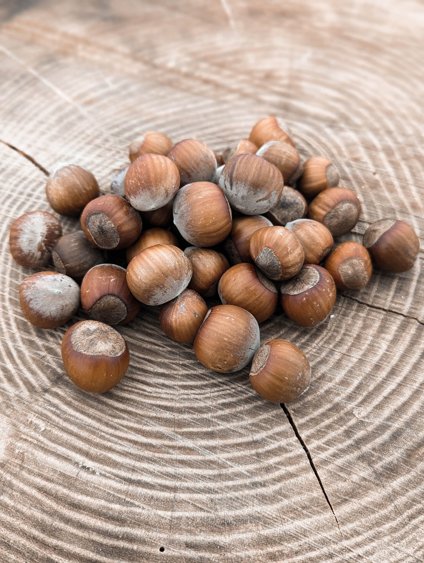 hazelnuts in a pile