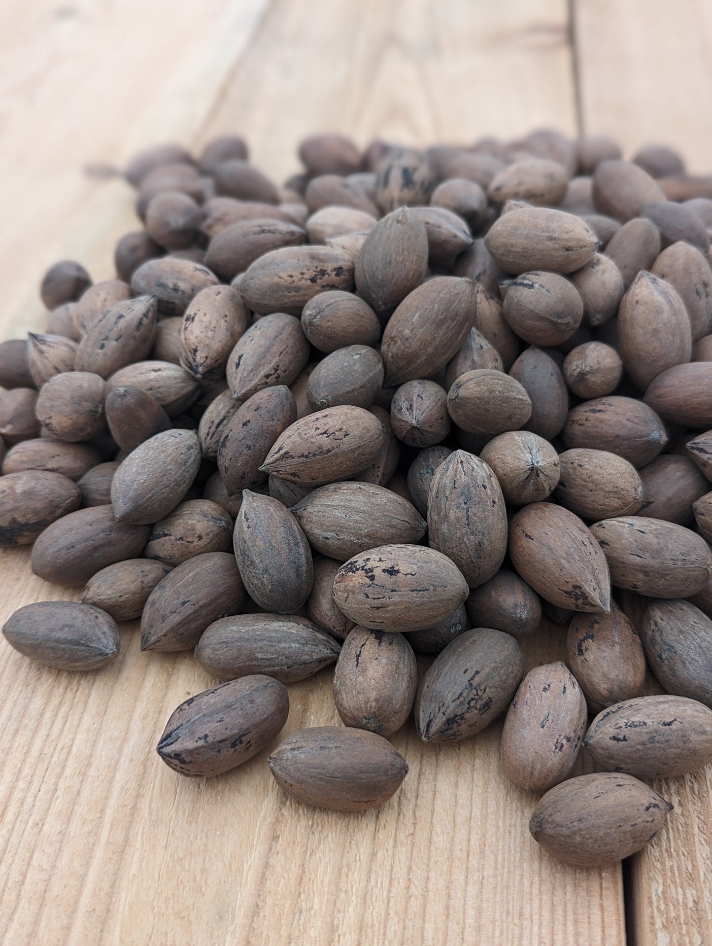 Northern Pecan Stratified Seed