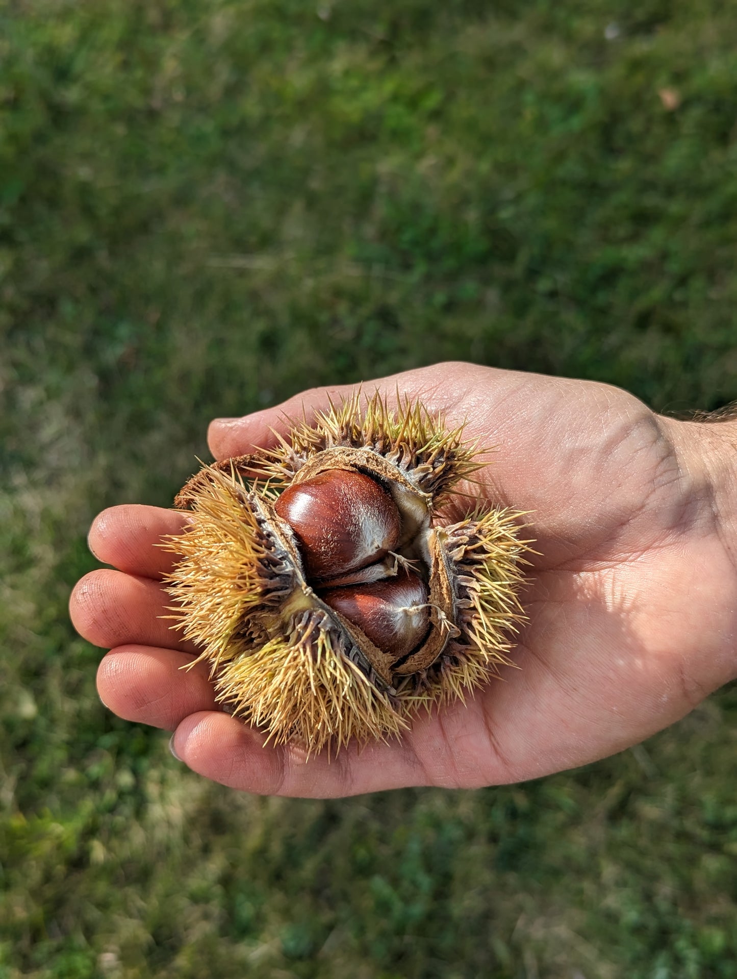 A hand holding a partially opened chestnut bur