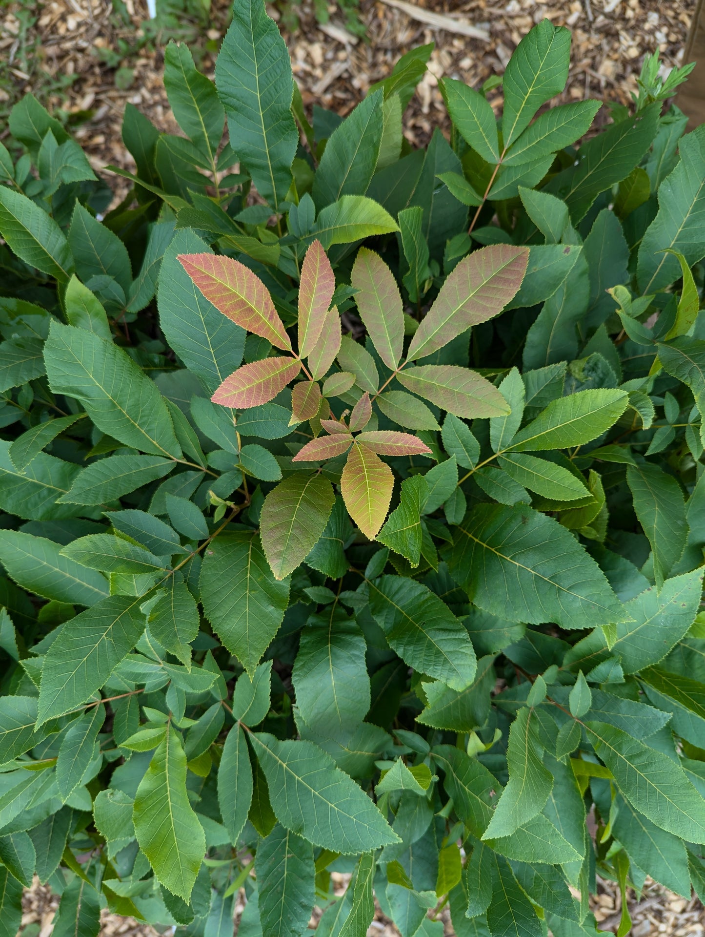 Northern Pecan