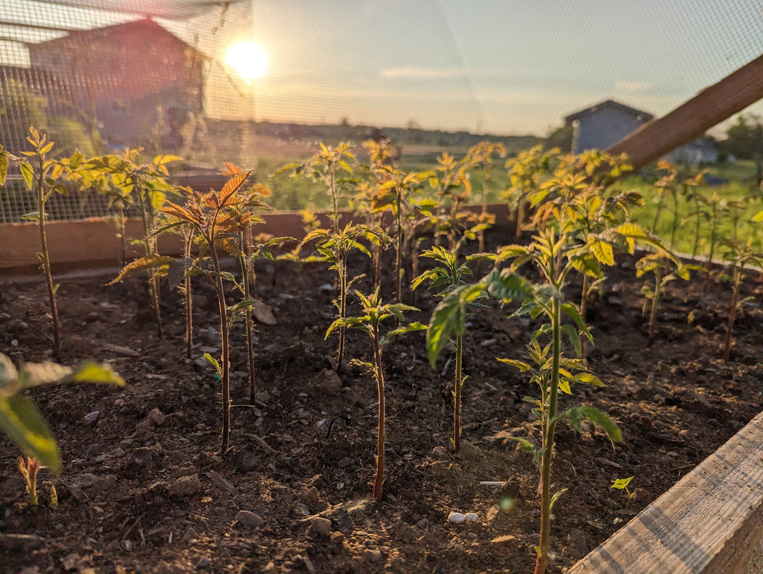 The Benefits of Air Pruning