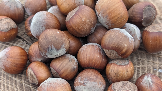 Hand holding germinating nuts