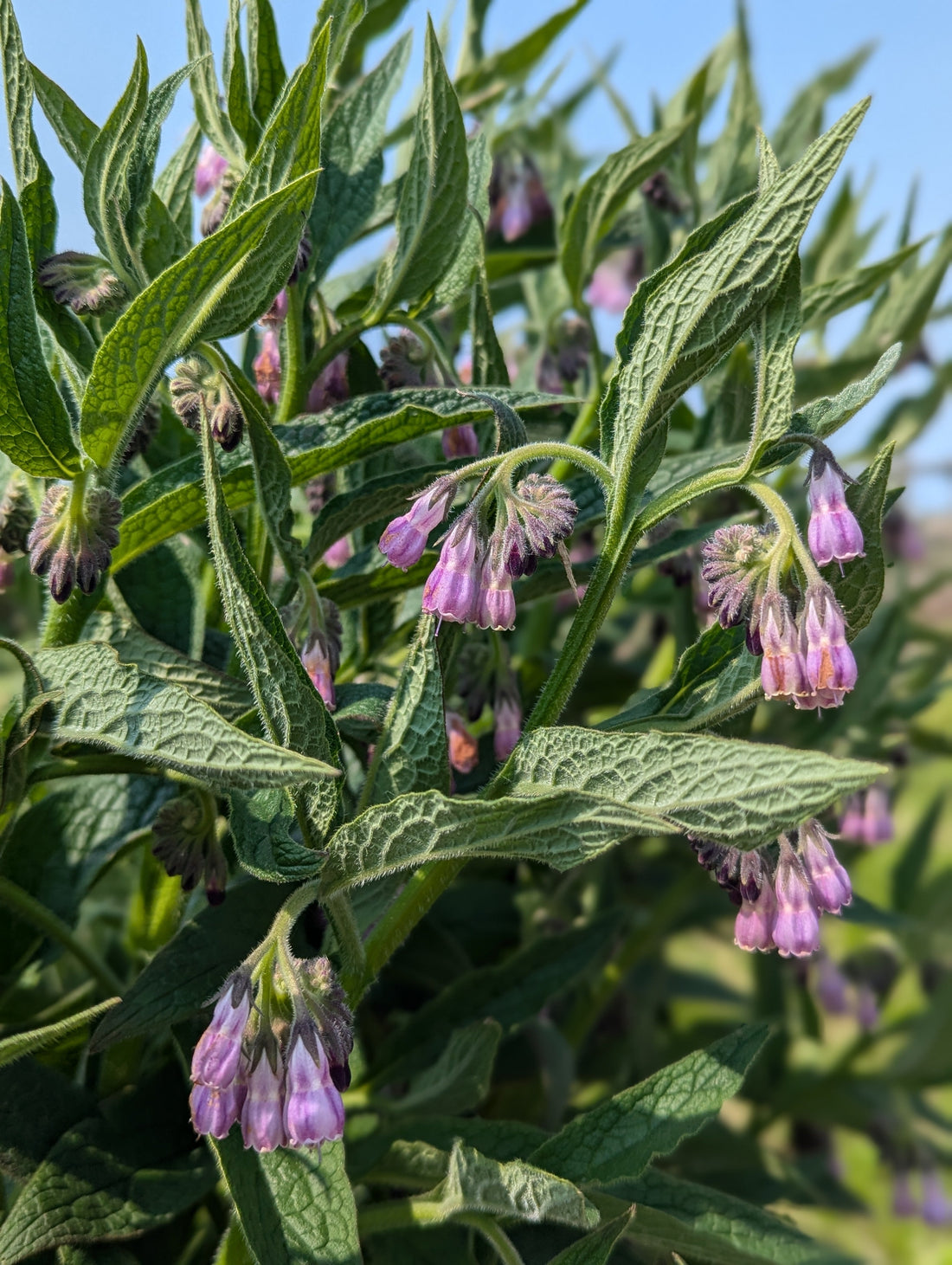 Comfrey, A Brief Cautionary Tale