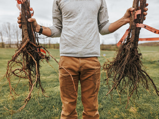 How to Plant A Bare Root Tree