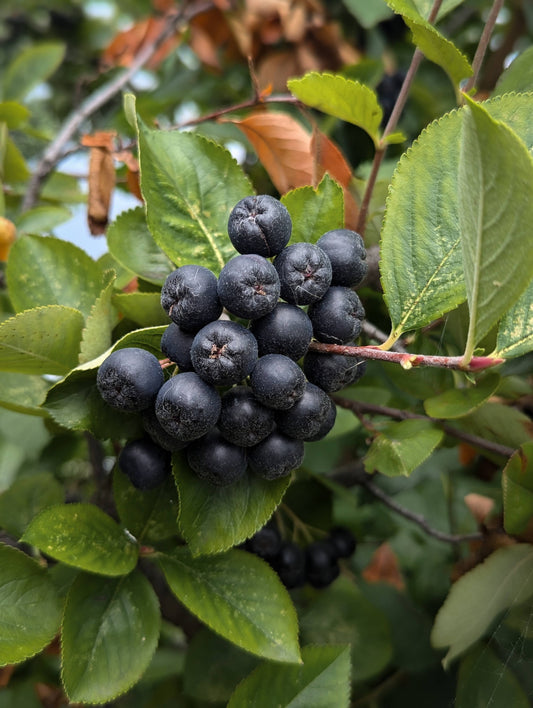 Aronia