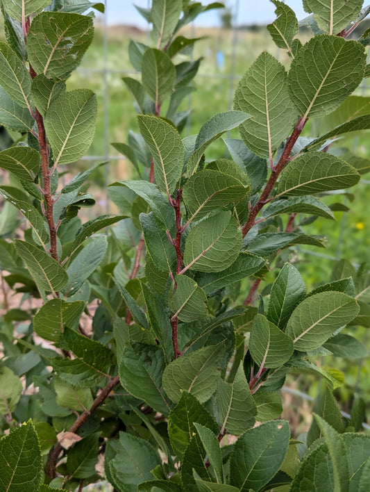 Beach Plum