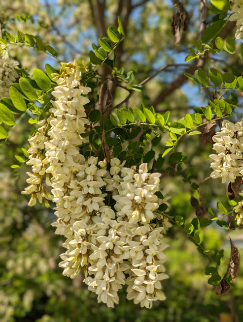 Black Locust Trees For Sale | Humble Roots Tree Farm