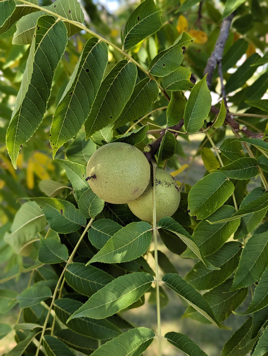 Black Walnuts on the tree