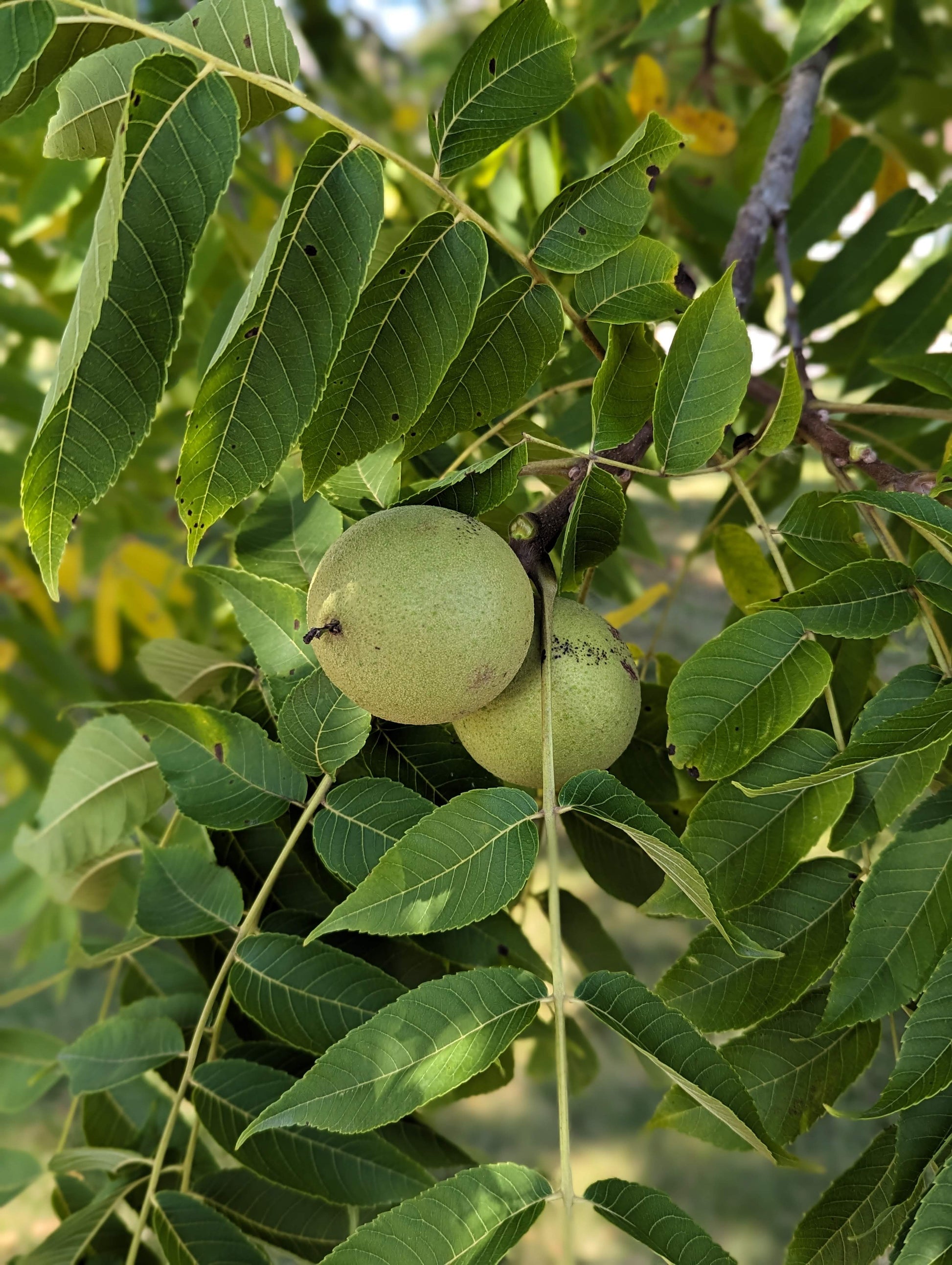 A cluster of black walnuts on the tree