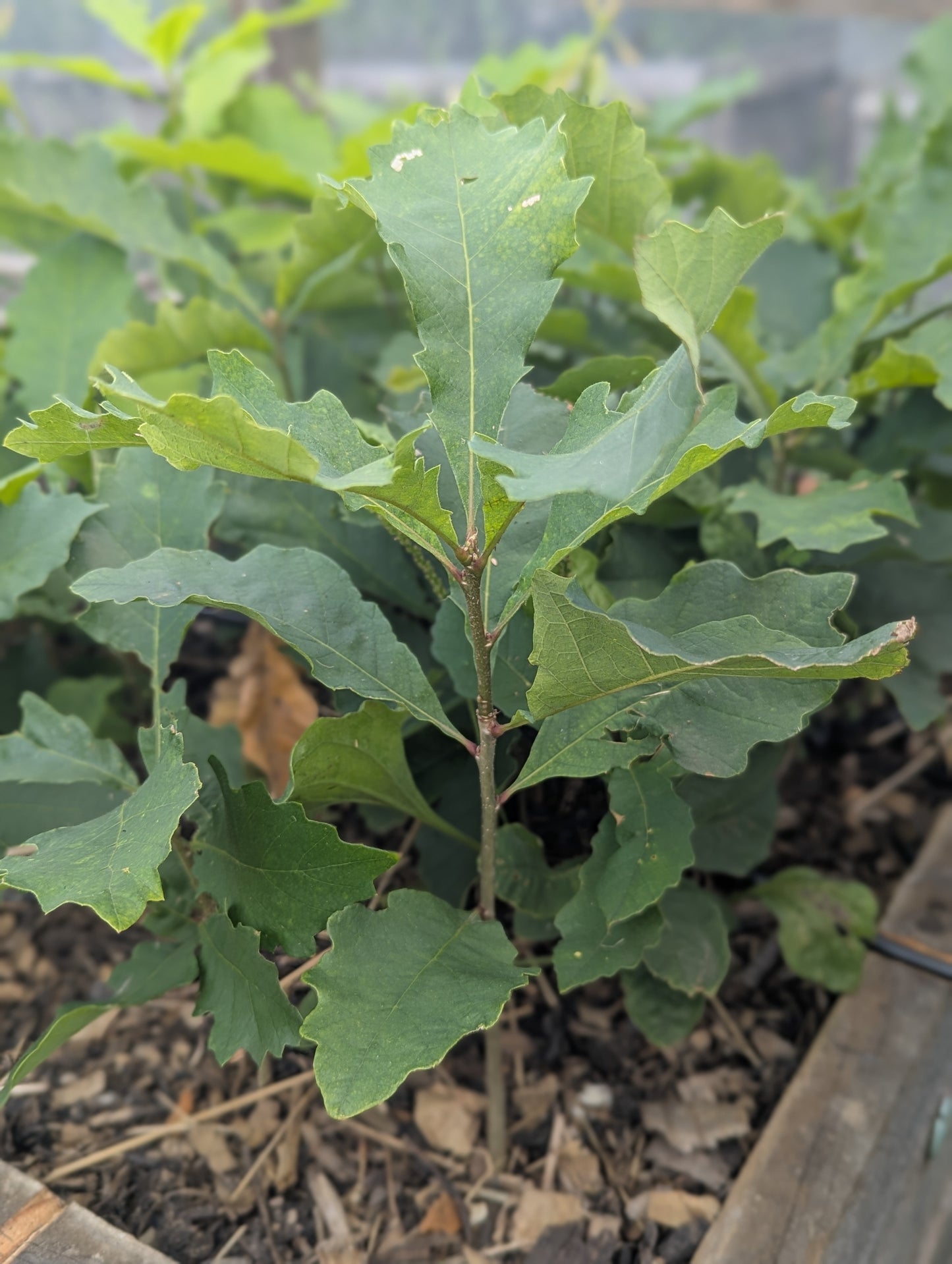 Bur Oak