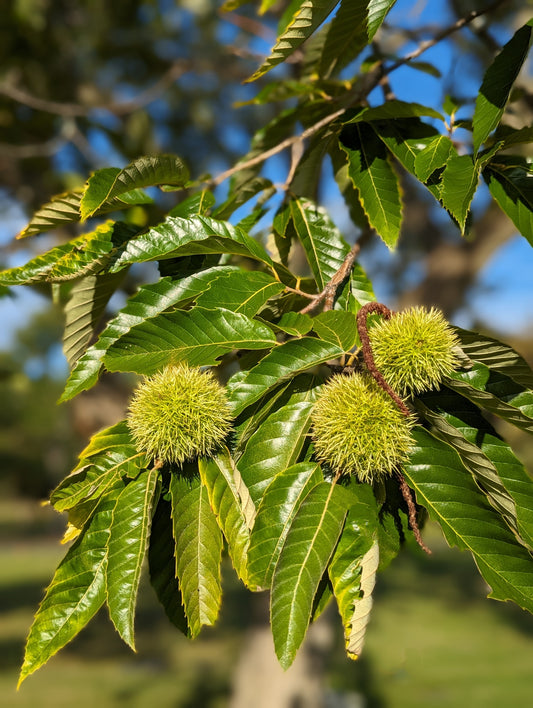 Chinese chestnut burs on a tree