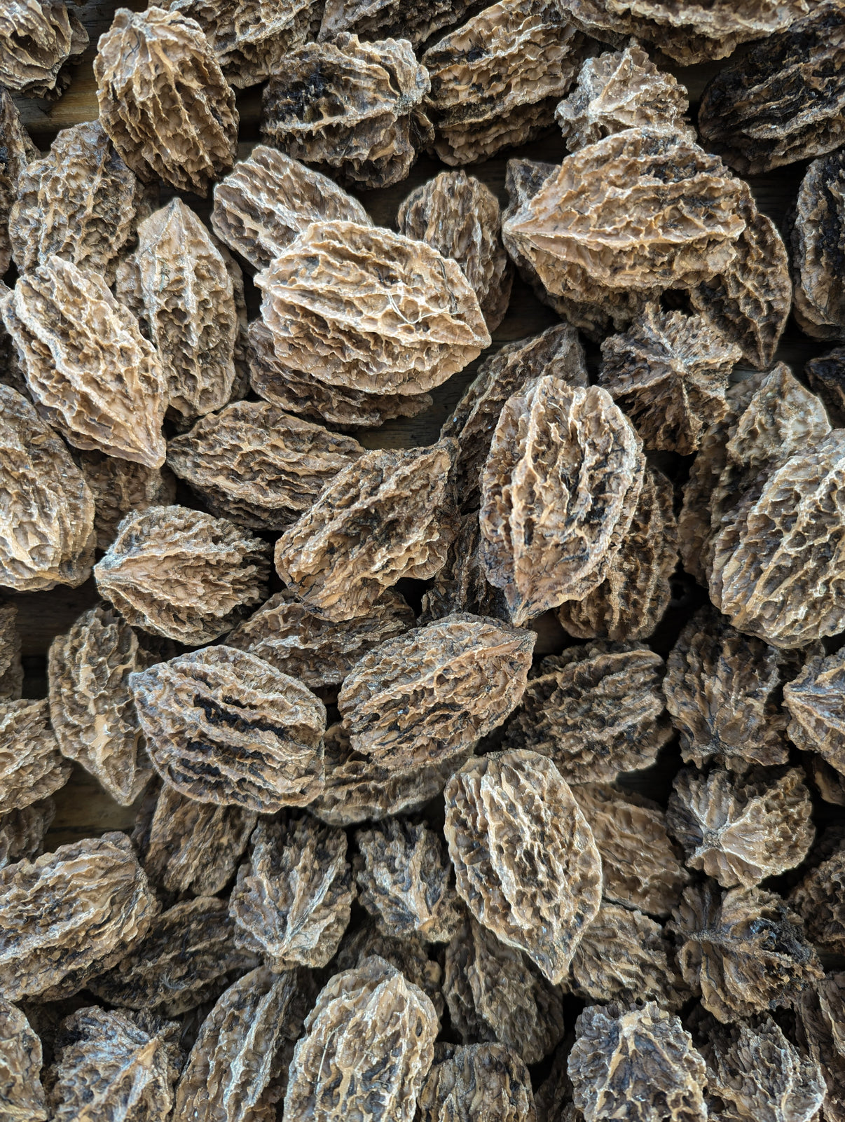 Butternut Trees For Sale Humble Roots Tree Farm