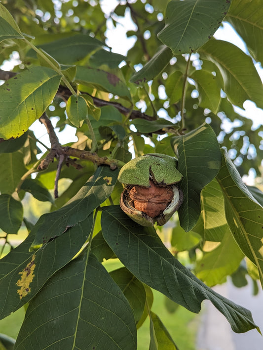 English walnut on tree