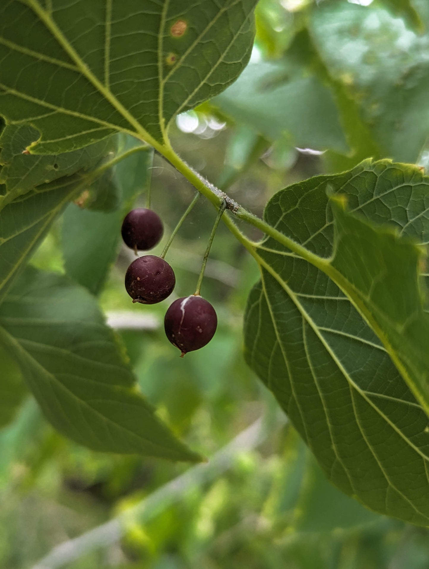 Hackberries on tree