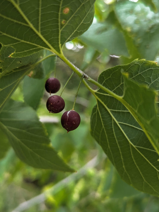 Hackberries on tree
