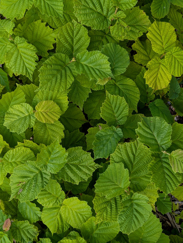 Hybrid Hazelnut Seedlings For Sale Online | Humble Roots Tree Farm