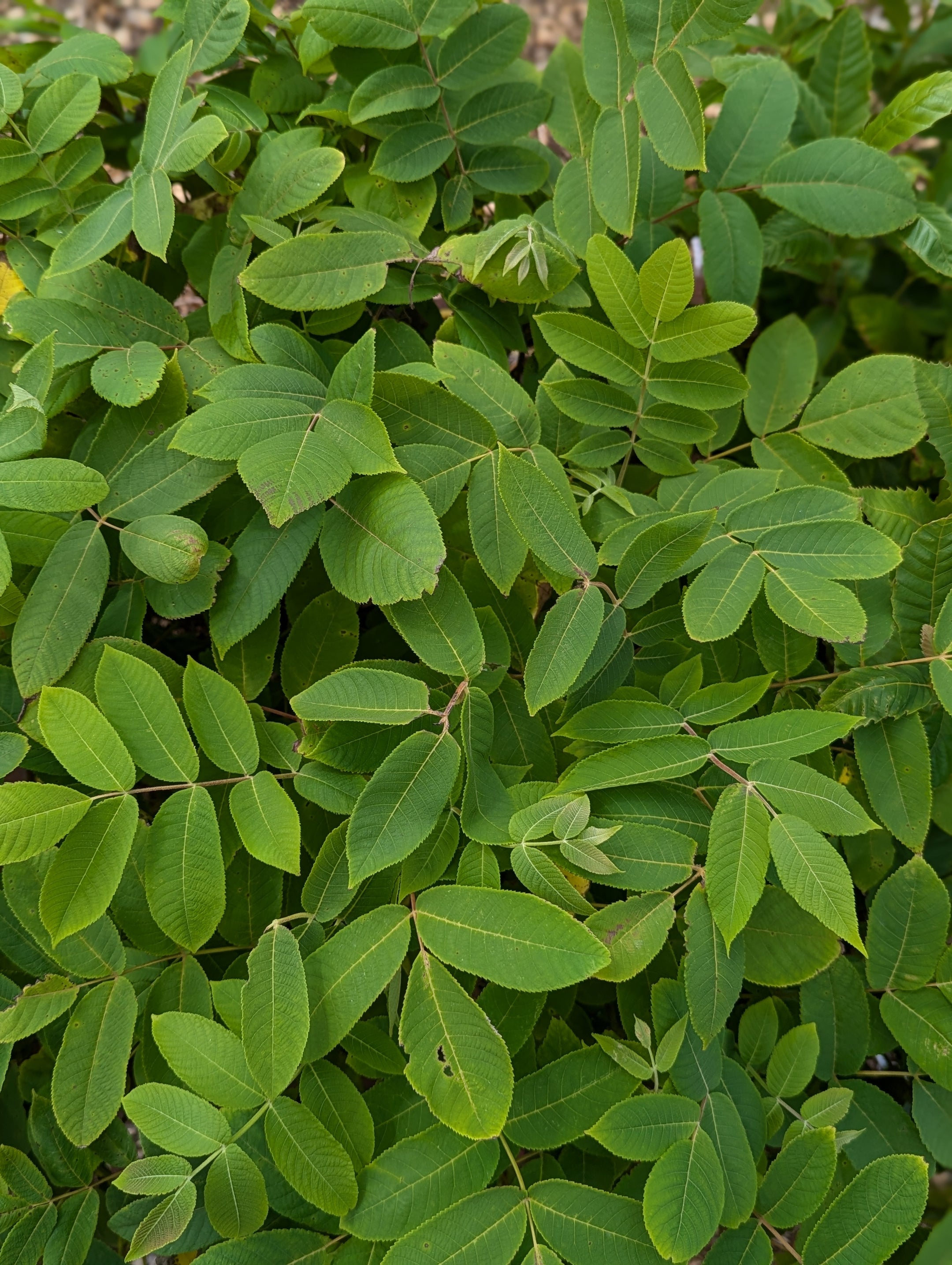 Heartnut Trees For Sale | Humble Roots Tree Farm