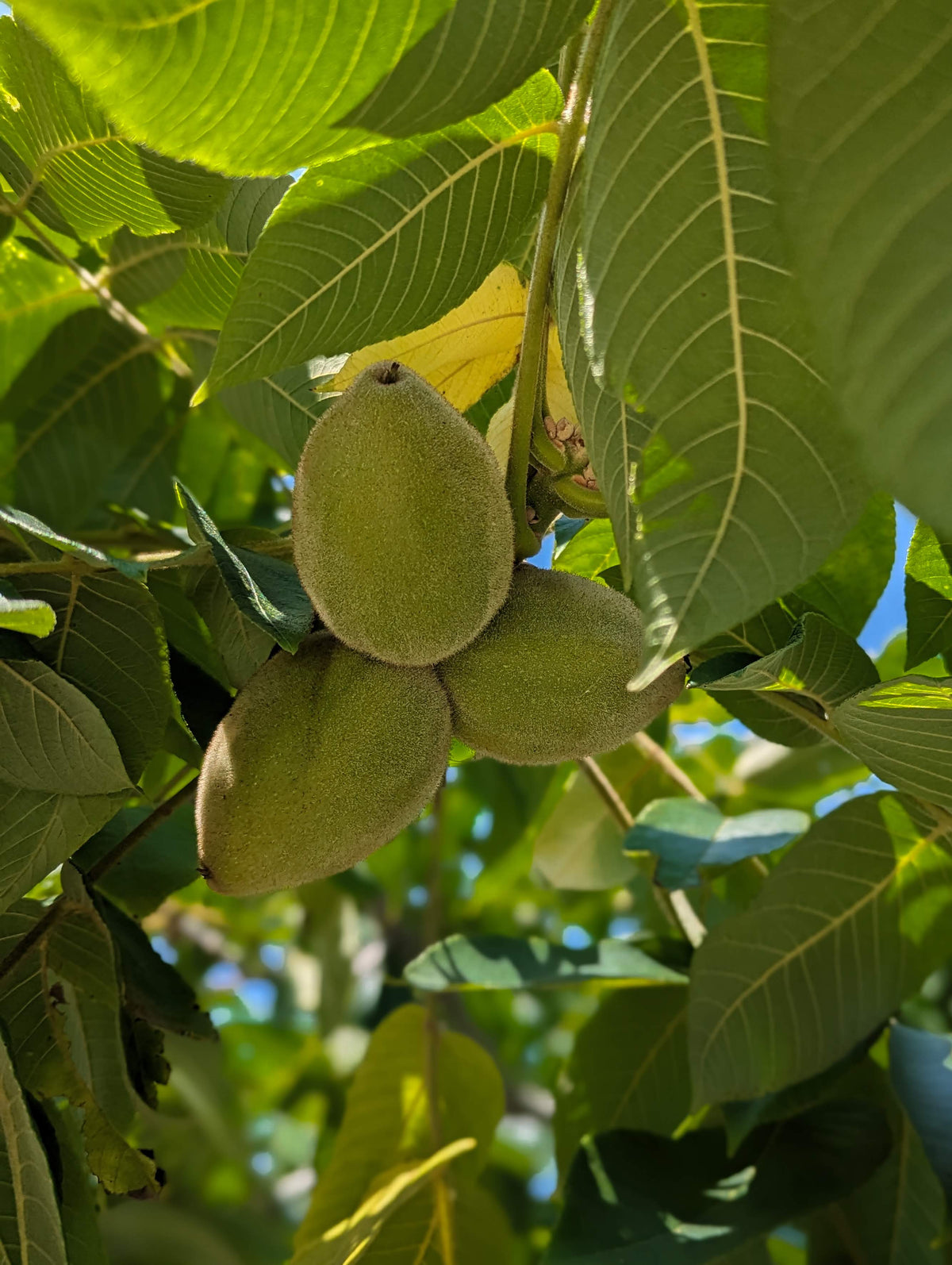 Butternut Trees For Sale | Humble Roots Tree Farm