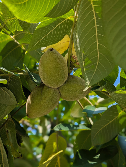 A cluster of hybrid butternuts on the tree