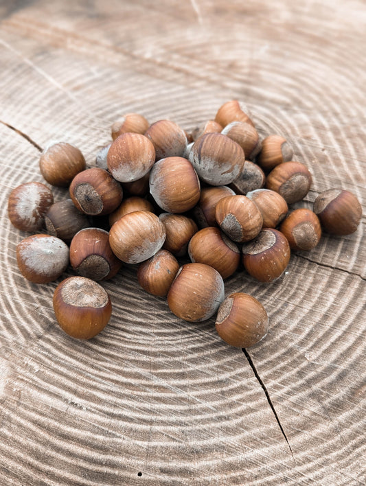 Stratified Seed Tree Seeds For Sale Humble Roots Tree Farm