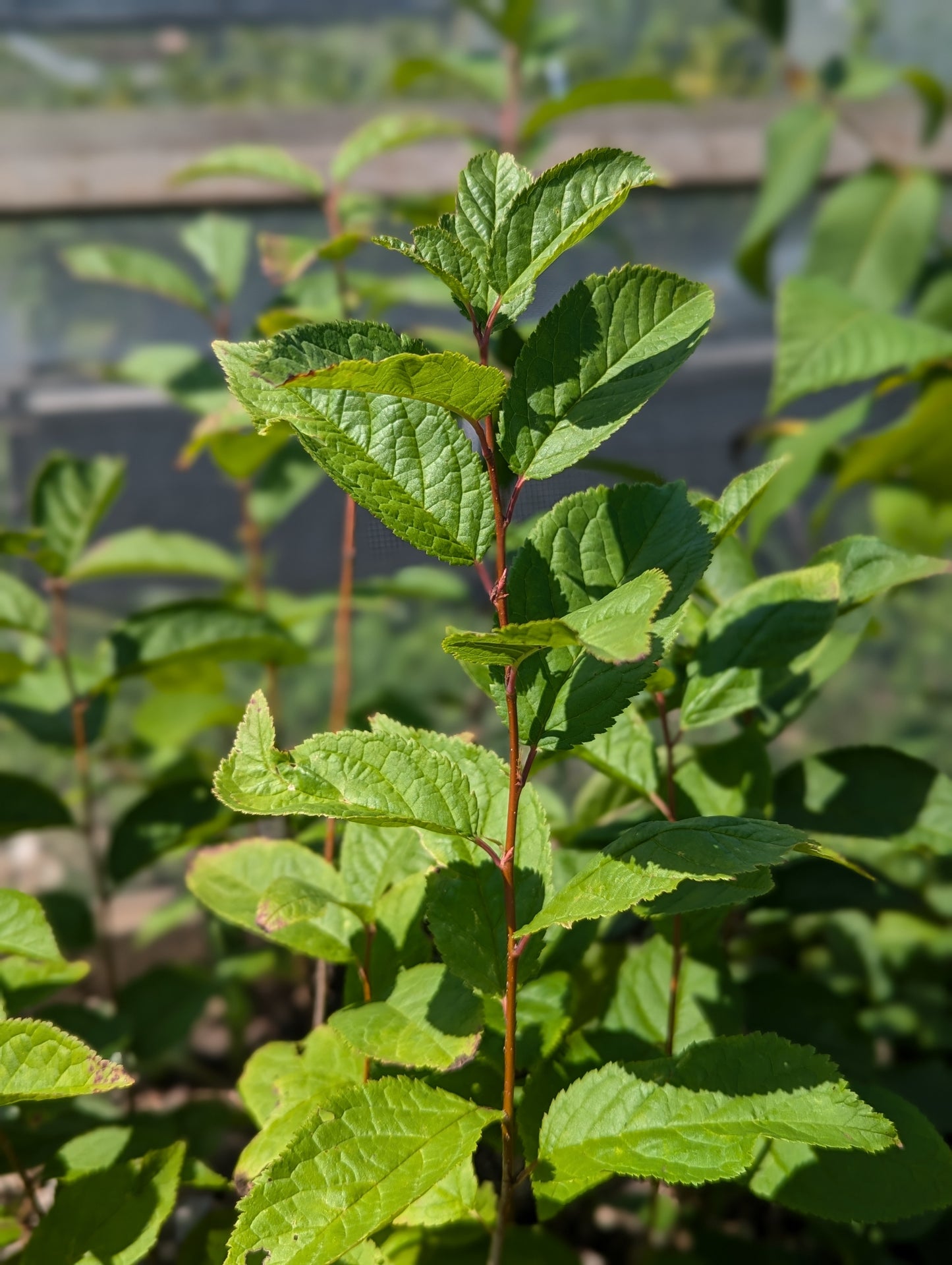 Mexican Plum
