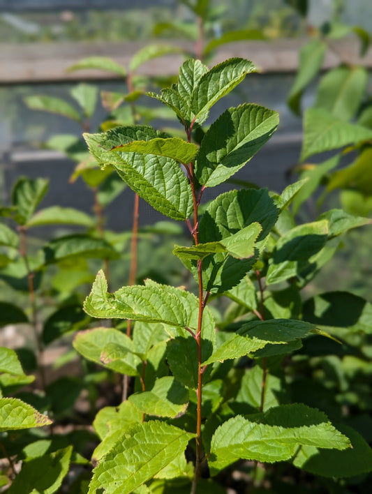 Mexican Plum