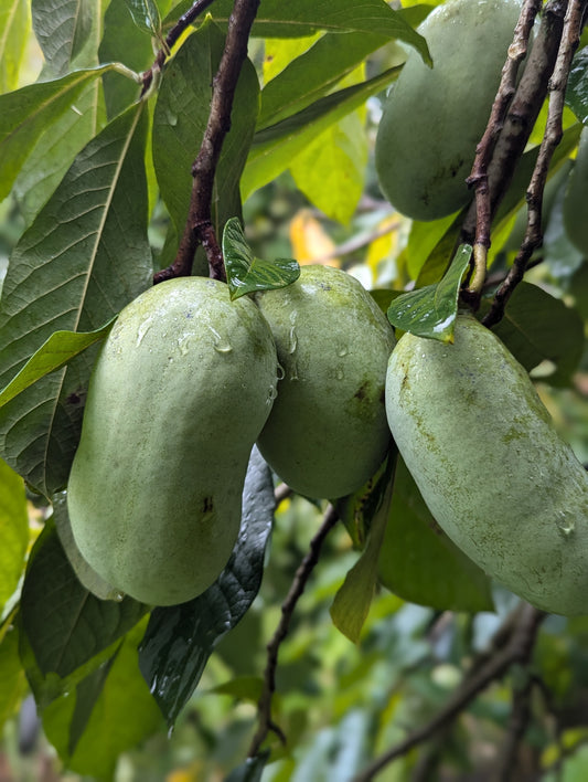 Pawpaw