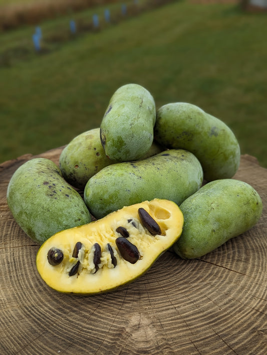 Pawpaw fruit cut open and in a pile