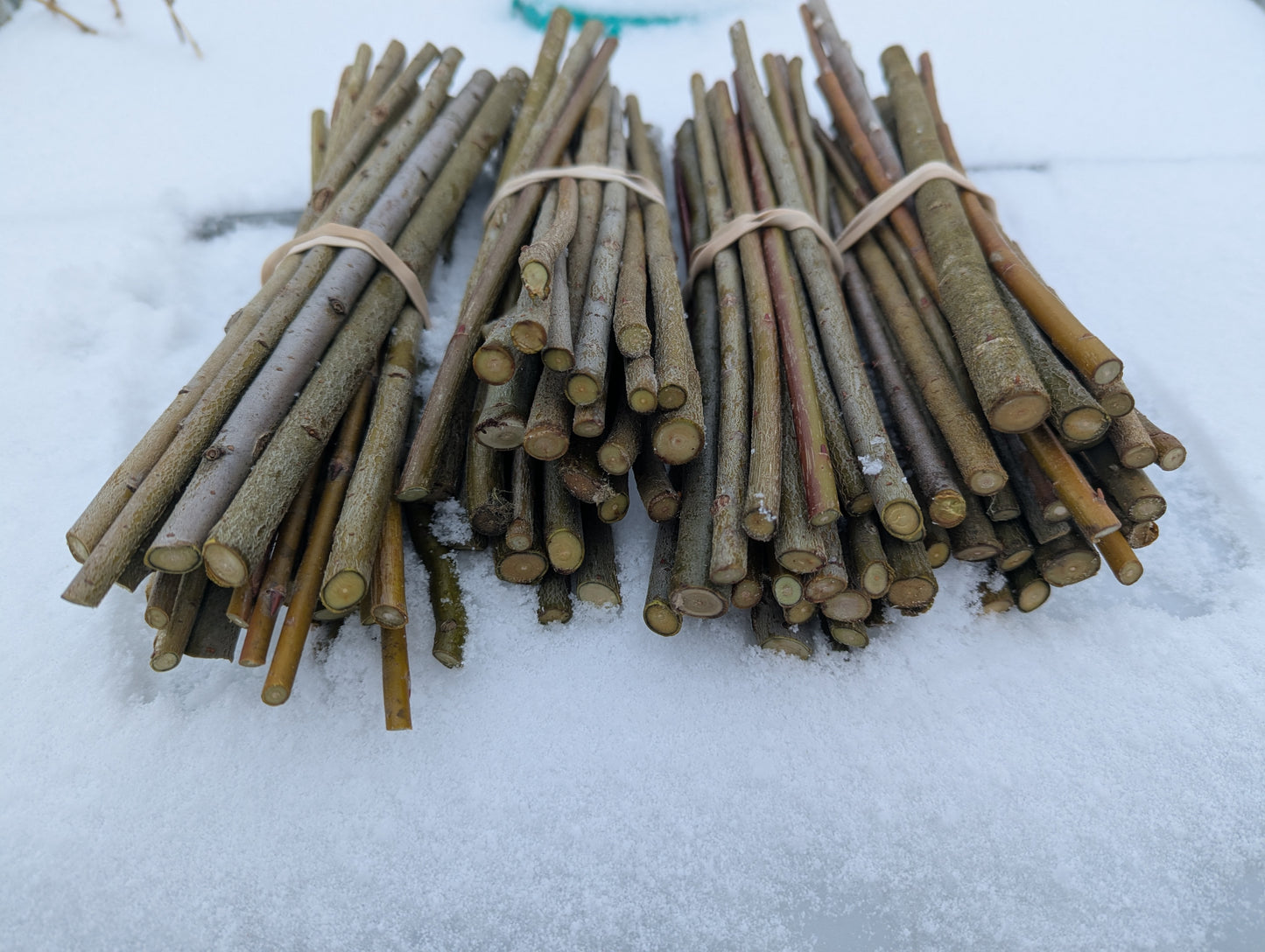 Diverse Willow Cuttings