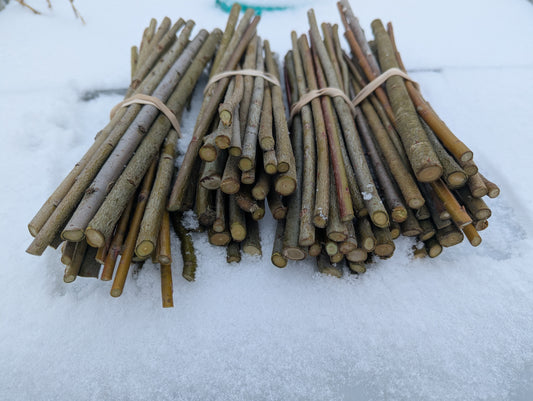 Diverse Willow Cuttings