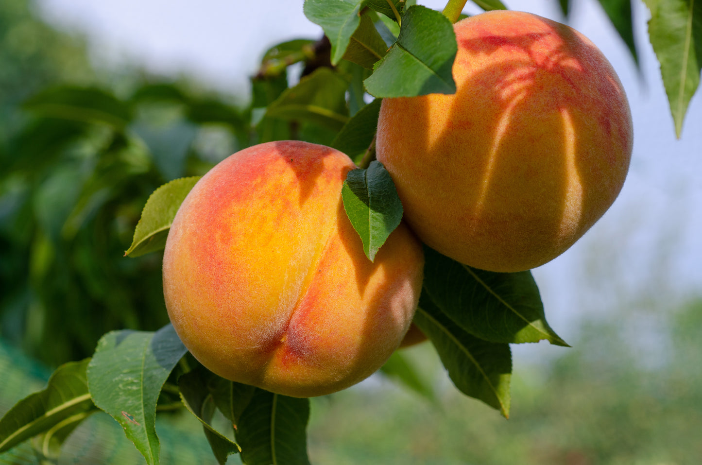 Peach
