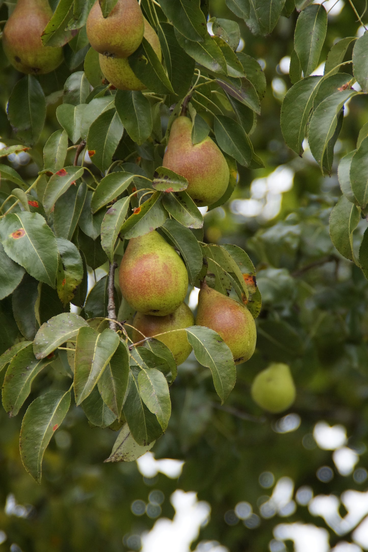 Pear